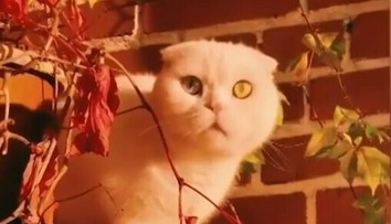 VIDEO: Tohto kocúra si zamilujete. Josef má oči vo farbách švédskej vlajky