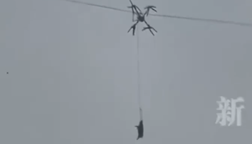 Lietajúce prasa baví internet. Farmár ho chcel odviezť dronom, vypol dedinu