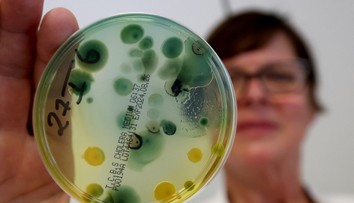 V pobrežných oblastiach dvoch európskych morí sa premnožila nebezpečná baktéria