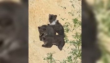 VIDEO: Prijali ju do medvedej rodiny. Lada a Vesna sa so Zorou rýchlo spriatelili