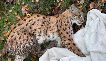 Silný príbeh zo stredného Slovenska. Rysa čakala pomalá smrť, no vďaka odhodlaniu mladého doktora dostal druhú šancu