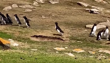 VIDEO: Popletený tučniak sa pridal k nesprávnej skupine. Video z Falklandov baví sociálne siete