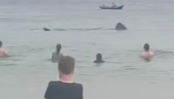 VIDEO: Obrie žraloky desili návštevníkov pláže. Pokojne plávali okolo nich