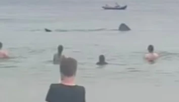 VIDEO: Obrie žraloky desili návštevníkov pláže. Pokojne plávali okolo nich