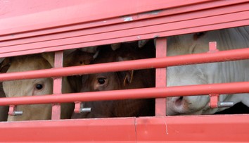 VIDEO: Zaseknutá noha a vykrútená hlava. Prevoz zvierat na jatky ženy na Záhorí vydesil