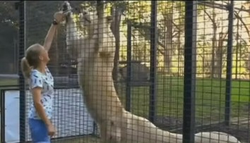 Brutálny útok v zoo. Levy napadli ošetrovateľku, tá je v kritickom stave