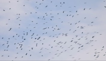 Oteplenie urýchľuje návrat sťahovavých vtákov. Môžu so sebou priniesť aj nebezpečné choroby