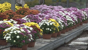 Chryzantémy pred Dušičkami vraj výrazne nezdraželi. Kvetinárstva ich už predávajú