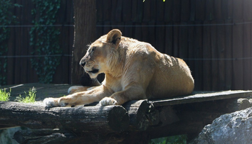 Bratislavská zoo prišla o legendu. Museli utratiť 21-ročnú levicu