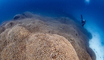 Vedci objavili najväčší koral na svete. Najprv si mysleli, že ide o vrak lode