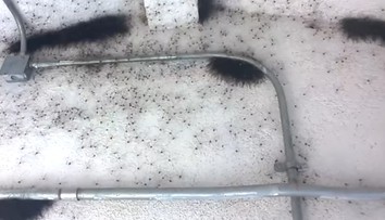 Mysleli si, že na strope je pleseň. Vydesili sa, keď sa to začalo hýbať