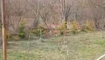 VIDEO: Exotická šelma na dvore rodinného domu v Hviezdoslavove. Žena neverila vlastným očiam