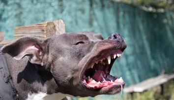 Hra so sestrou sa pre chlapca skončila katastrofou. Pitbul mu doslova roztrhal tvár
