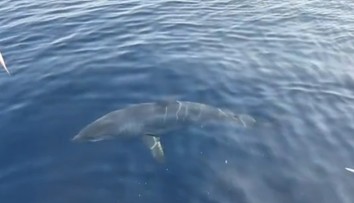 VIDEO: Hrôzostrašné stretnutie v Chorvátsku. Vedľa lode sa odrazu zjavil trojmetrový žralok