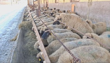 Tuhé mrazy menia na Slovensku správanie zvierat. Chovatelia hovoria o veľkých opatreniach