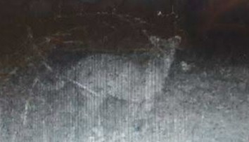 Pri Pukanci vraj zachytila fotopasca veľkú mačkovitú šelmu. Je to podvrh?!