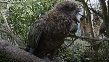 VIDEO: Napriek veľkému hendikepu je kráľom vo svojej skupine. Papagáj vymyslel neporaziteľný spôsob boja