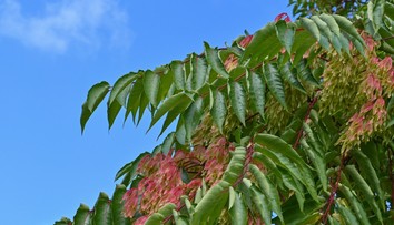 Pripomína exotiku, no riskujete problémy. Ak máte doma tento strom, hrozí vám mastná pokuta