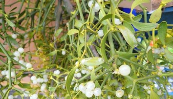 Symbol Vianoc s liečivými účinkami. Imelo ako potenciálny bojovník proti rakovine