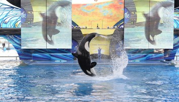 Desivé video zachytávajúce vraždiacu kosatku zmiatlo milióny ľudí. Fiktívny príbeh si začal žiť vlastným životom