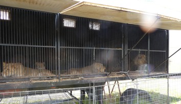 Majiteľa cirkusu na východe Slovenska obvinili. Protiprávne mal držať 14 levov afrických