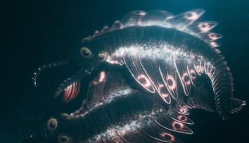 Nepodobá sa na žiadneho známeho tvora. Vedci ukázali prehistorického dravca pomenovaného po japonskej príšere