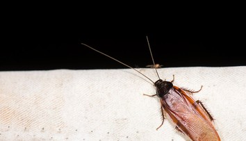 Máte v dome nepríjemný zápach, ktorého sa nedá zbaviť? Možno nie ste jediný nájomník