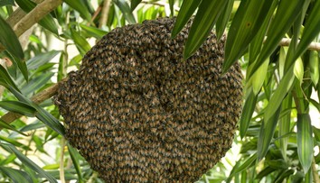 Do Európy sa dostal nový invázny druh včiel z Ázie. Včelári bijú na poplach