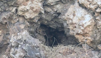 Za 15 rokov ovládol celú krajinu. Obrovský invázny hmyz sa rozšíril natoľko, že si s ním už nevedia rady