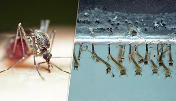 Nechýba vám otravné bzučanie? Horúce leto na Slovensku má nečakaný efekt