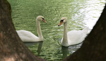 Vyšetrenie apatickej labute potvrdilo očakávané. Vtáčia chrípka sa objavila v ďalšej lokalite