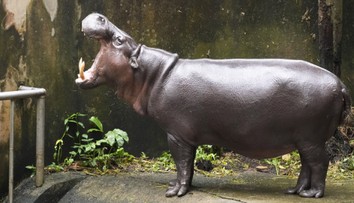 Muža napadol hroch. Myslel si, že ide o jeho posledné chvíle života