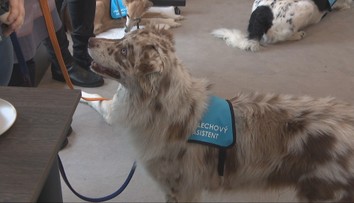 Psy ako pomocníci pri výsluchoch: Polícia v Prahe spustila unikátny projekt