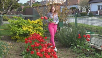 Stačil jeden darček z Holandska. Dnes je z tejto slovenskej dediny tulipánový unikát