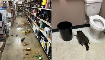 FOTO: V obchode narobil poriadnu spúšť. Opitý medvedík však ďaleko neušiel, našli ho spiaceho na toaletách
