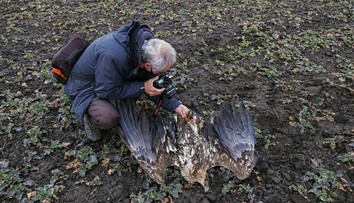 Neďaleko Holíča našli ochranári 22 uhynutých dravých vtákov