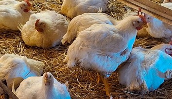 Chovateľovi zo Záhoria uhynulo za pár dní 1300 nosníc. Veterina potvrdila vtáčiu chrípku