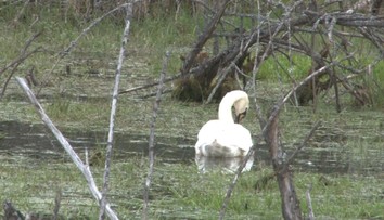 Osamelá biela labuť hniezdiaca pri ceste púta pozornosť okoloidúcich. Pýtajú sa, čo tam robí