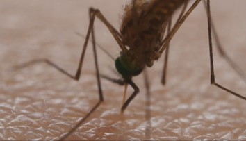 Nevídané leto v okolí hlavného mesta: Po komároch niet ani stopy. Odborníci prezradili, čo je za tým