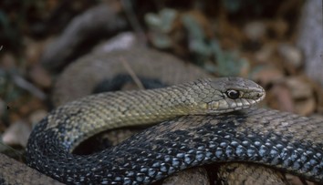 „Tati, a prdí taky hadi?“ Slovenská výskumníčka rozlúskla otázku z milovaného filmu