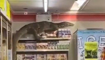 VIDEO: Zákazníci neverili vlastným očiam. Do obchodu vtrhol obrovský varan