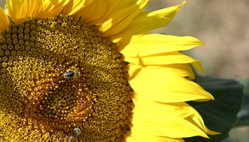 FOTO: Muž vypestoval rekordnú slnečnicu. Jej výška sa šplhá k 10 metrom