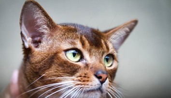 Aj malé škrabnutie od mačky môže byť nebezpečné. Neurológ varuje pred zriedkavou infekciou