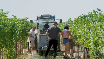 Zberači vo vinohradoch pracujú od rána do večera. Vinári si hrozno tento rok pochvaľujú, burčiak už je v ponuke