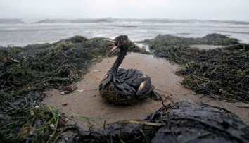 Ekologická katastrofa v Čiernom mori. Ropné látky z ruských tankerov znečistili desiatky kilometrov pobrežia