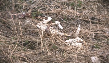 Desiatky mŕtvych zvierat a silný zápach. Objav v blízkosti nádrže Boleráz šokoval poľovníkov i veterinárov