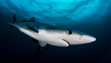 V obľúbenom španielskom letovisku sa objavil nebezpečný druh žraloka