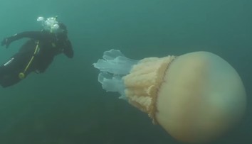 VIDEO: Nebývalý úkaz pri britskom pobreží: Objavili medúzu o veľkosti človeka