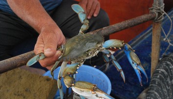 Taliansko trápi invázia agresívnych krabov. Pri obľúbenej lokalite už vymysleli, ako si s nimi poradia