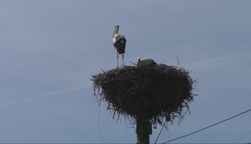 Samica bociana sa po troch rokoch vrátila domov. Dokonca priniesla aj svoje mláďa
